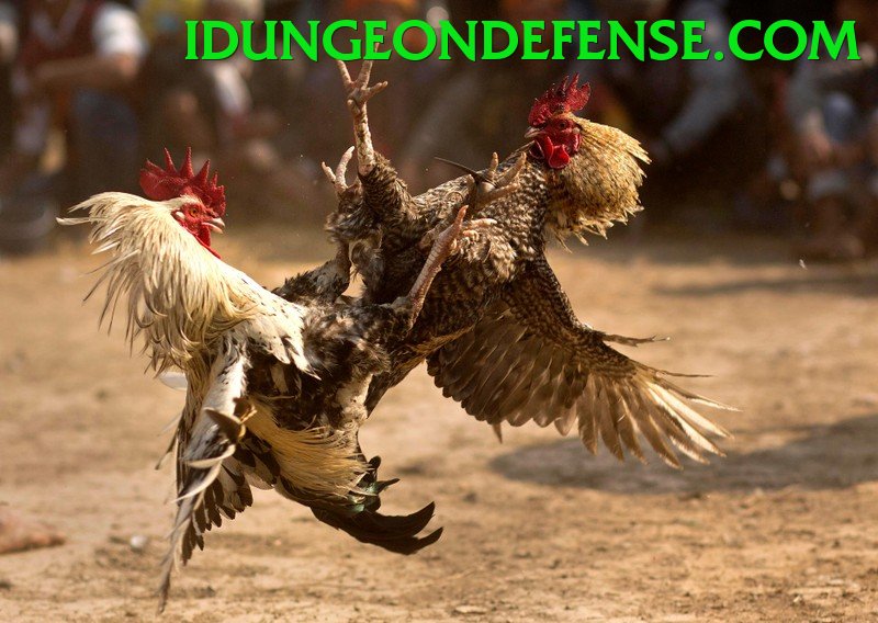 Đá Gà Trực Tiếp - vb88