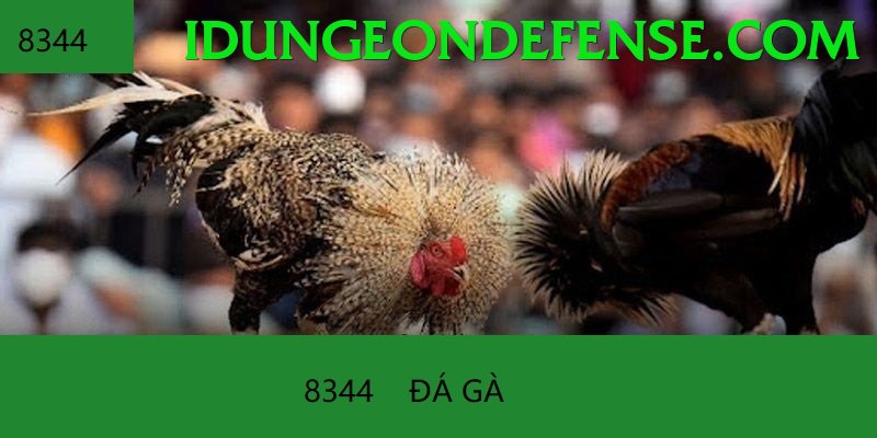 Đá Gà Trực Tiếp - Trải nghiệm tuyệt vời